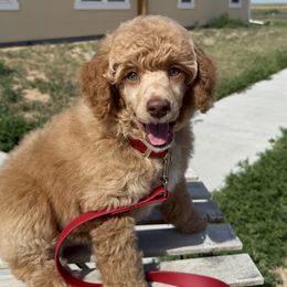 Stefan Salvatore - Apricot male Poodle puppy in Ault, Colorado from The Peaks Premium Poodles