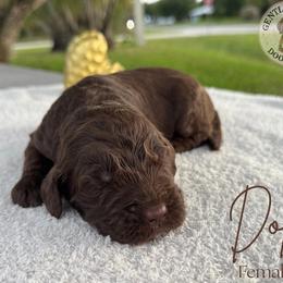 Dolly - Brown and white female Bernedoodle puppy in Fort Pierce, Florida from Gentle Giants Doodle Co.
