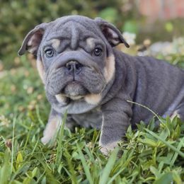 Tilly - Blue tri-color female Bulldog puppy in Ben Lomond, Arkansas from Miesha Carver's Bulldogs