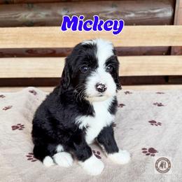 Mickey - male Golden Mountain Doodle puppy in Banner Elk, North Carolina from Walnut Tree Bernedoodles