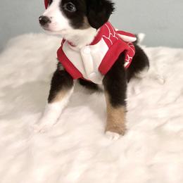 Aussiedoodle Puppies from Ever After Mini Doodles