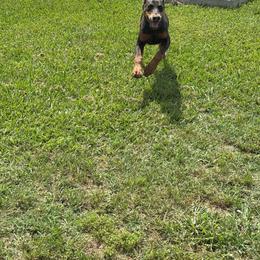 Girl 3 - Blue and rust female Doberman Pinscher puppy in Elgin, Texas from New Horizons Kennels