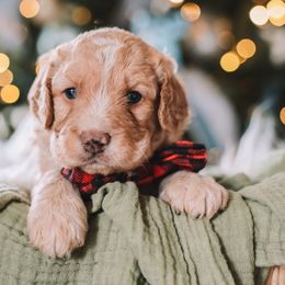 Dark Blue Boy - Brown and white male Bernedoodle puppy in Mckinney, Texas from Doodles of North Tx
