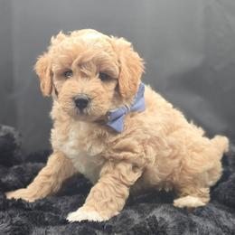 Richard - Cream male Goldendoodle puppy in Grovetown, Georgia from Snug-a-Doodles