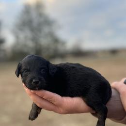 Yellow collar - Black tri-color female Aussiedoodle puppy in Fairmount, Georgia from Muscadine Meadows Farm