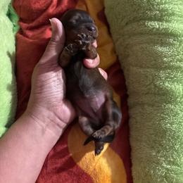 Girl 1 - Chocolate female Dachshund puppy in San Antonio, Texas from Bear Bear's House of Doxies