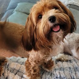 Rissa - Havanese