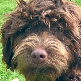 Otter - Brown and white female Aussiedoodle puppy in Campbell, California from Mini AussieDoodle Puppies
