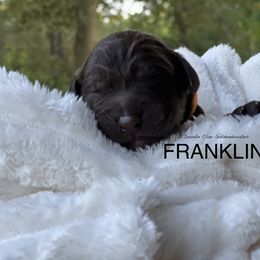 Goldendoodle Puppies from O’Doodle Clan Goldendoodles