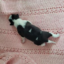 Girl 1 - Black and white female Border Collie puppy in Morgan, Texas from Shooting Star Ranch