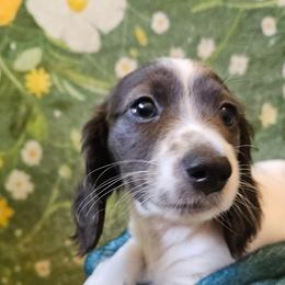 Opal - Piebald female Dachshund puppy in Pocasset, Massachusetts from Dachs of the Bay