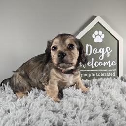 Nicholas - Cream male Dachshund puppy in Pryor, Oklahoma from Mighty Paws Manor