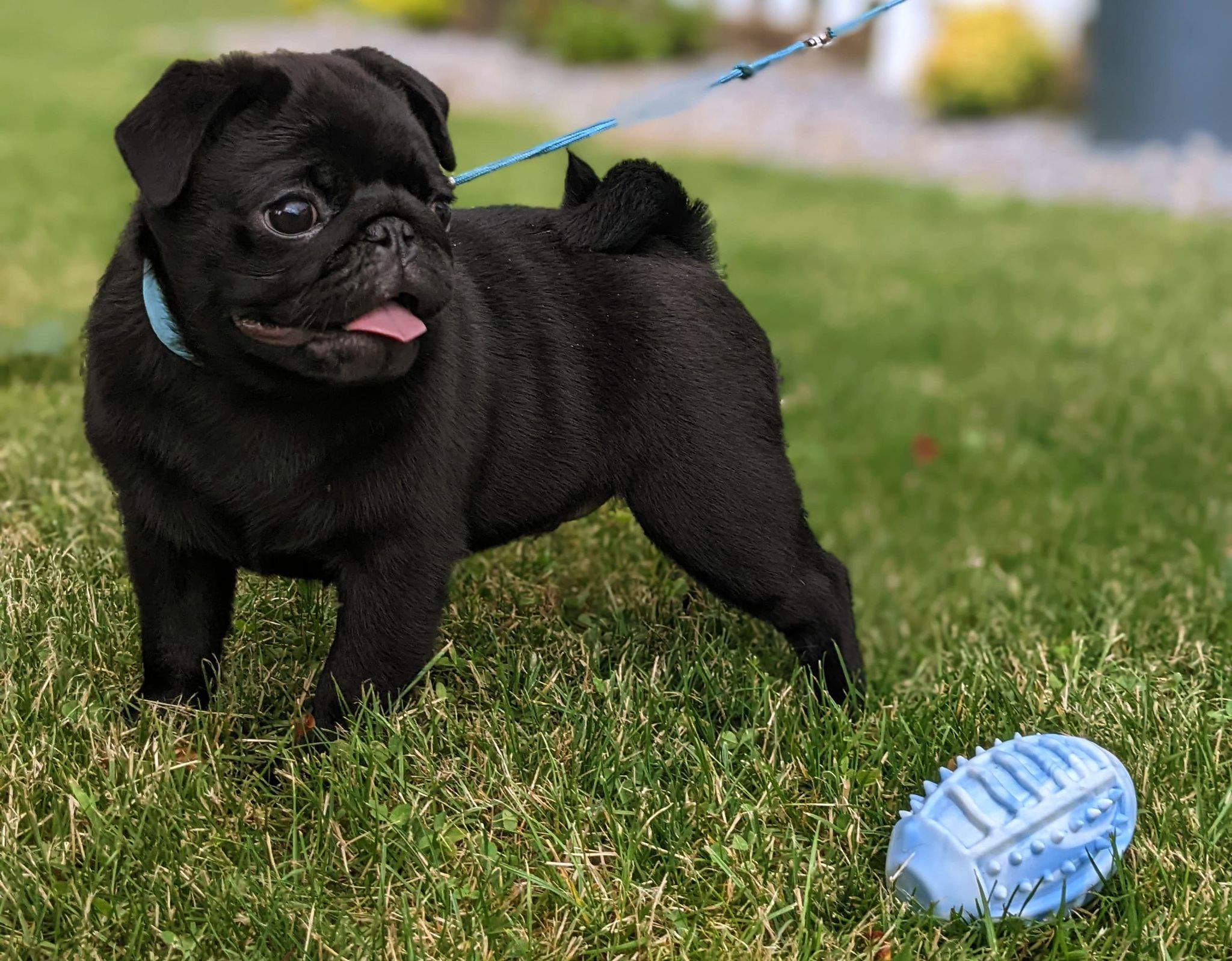 Black Pug puppy stands near a blue toy