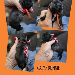 Orange collar - Brindle male French Bulldog puppy in Polk City, Florida from Best Friend Frenchies, LLC