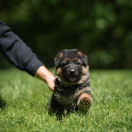 German Shepherd Puppies from Fluffy Haus