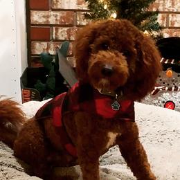 Koda - Australian Labradoodle