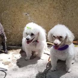 Poodles from Sheri Jo’s Toys