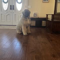 Bouvier des Flandres Puppies from Desert Diamonds Bouviers