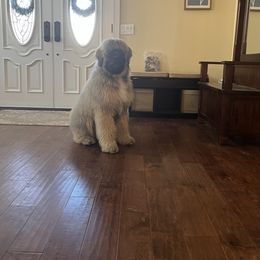 Bouvier des Flandres Puppies from Desert Diamonds Bouviers