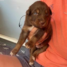 Cupid - Red tri-color male Australian Shepherd puppy in Frostproof, Florida from Central Florida Australian Shepherds