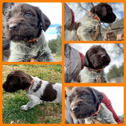 Wirehaired Pointing Griffon Puppies from Rocking S Griffons