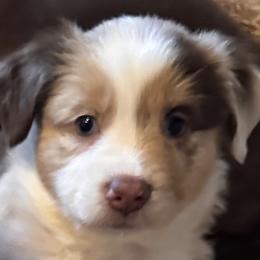 Miniature Australian Shepherds from Janet Opre-Mittendorf Moss Hill Aussies