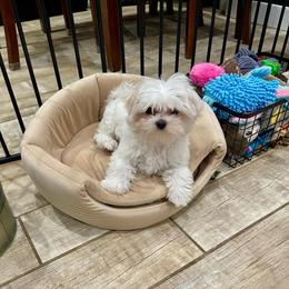 Teagan - White and lemon female Maltese puppy in Cartersville, Georgia from Kimberly's Maltese