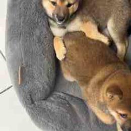 Bella - Sesame female Shiba Inu puppy in Tamarac, Florida from The Queen of Shibas