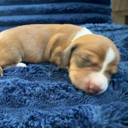 Tex - Piebald Dachshund puppy in Luling, Texas from Kristina Poehls