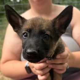 Vitani - female Belgian Malinois puppy in Sheridan, Arkansas from Dark Sky Kennels