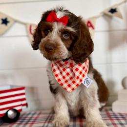 Hestia (hot pink) - Tri-color female Bernedoodle puppy in West Haven, Utah from Harper Haven Cavapoos & Doodles