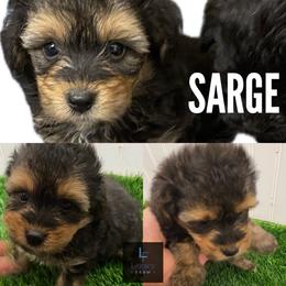 Sarge - Black tri-color male Aussiedoodle puppy in Knoxville, Tennessee from Legacy Farm