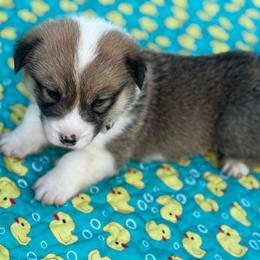 Torpedo - Sable male Pembroke Welsh Corgi puppy in Nortonville, Kansas from Low Riders Corgis & Mini Aussies
