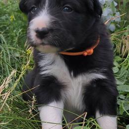 (Avani) Nala - Black and white female Border Collie puppy in Max, Nebraska from Stag Valley Homestead