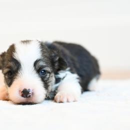EMBER - White and fawn female Pembroke Welsh Corgi puppy in Mona, Utah from Sorensen Corgis