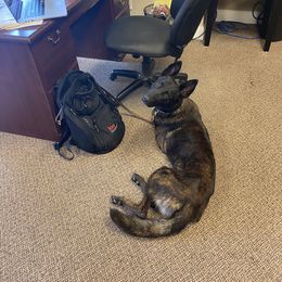 Dutch Shepherd and xDutch Shepherd All Grown Up from Raw Nature K9