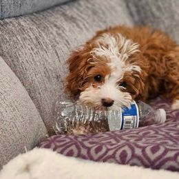 Cavapoo and Goldendoodle Puppies from French Creek Doodles