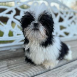 Black and White Parti Female - Black and white female Shih Tzu puppy in Tehachapi, California from Shih Tzu Crue
