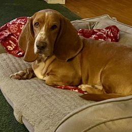 Daisy - Basset Hound