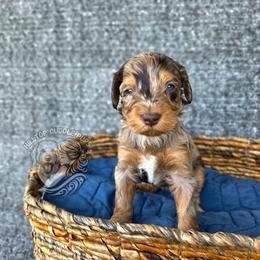 Marble - Merle male Goldendoodle puppy in Chattanooga, Tennessee from Hilltop Cuddle Pups