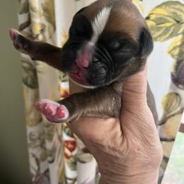 Fawn with white on face - Fawn male Boxer puppy in Plainwell, Michigan from Hope's Beautiful Boxers