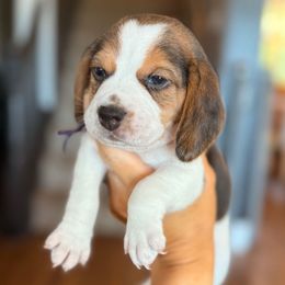 Maisie (purple) - Black tan and white female Beagle puppy in Norco, California from Prairie Tail Beagles