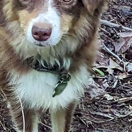 Miniature American Shepherds and Toy Australian Shepherds from Talatigi Aussies