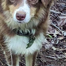Miniature American Shepherds and Toy Australian Shepherds from Talatigi Aussies