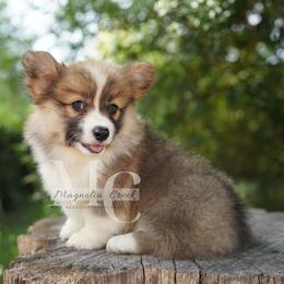 Farrah (Fluff) - Red female Pembroke Welsh Corgi puppy in Straughn, Alabama from Magnolia Creek Corgis