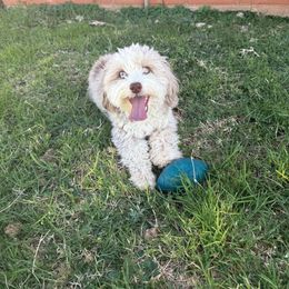 Honey - Red merle female Aussiedoodle puppy in Tucson, Arizona from Ever After Doodles Arizona