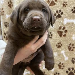 Labrador Retriever Puppies from Russell Creek Labradors