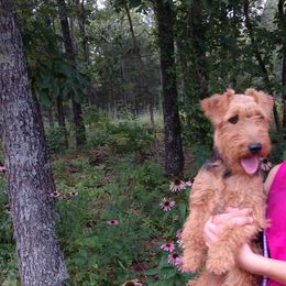 Willow - Welsh Terrier