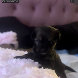 Shorkie Puppies from Evelyn Renee House of Aces