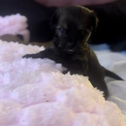 Shorkie Puppies from Evelyn Renee House of Aces